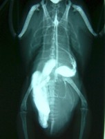 (4) VD像における腸管右側シフト