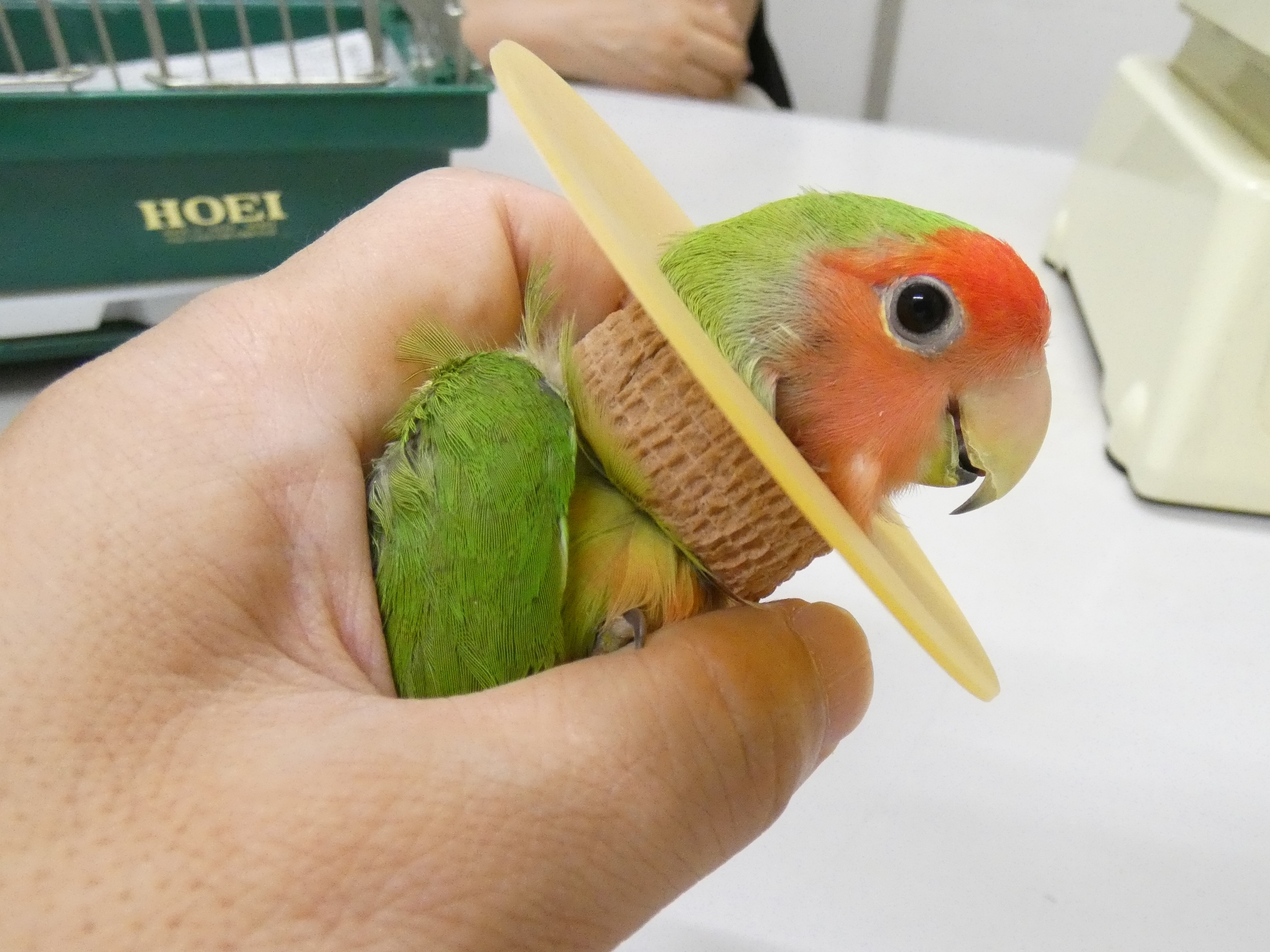 連載 第6回 羽毛損傷行動の治療 横浜小鳥の病院
